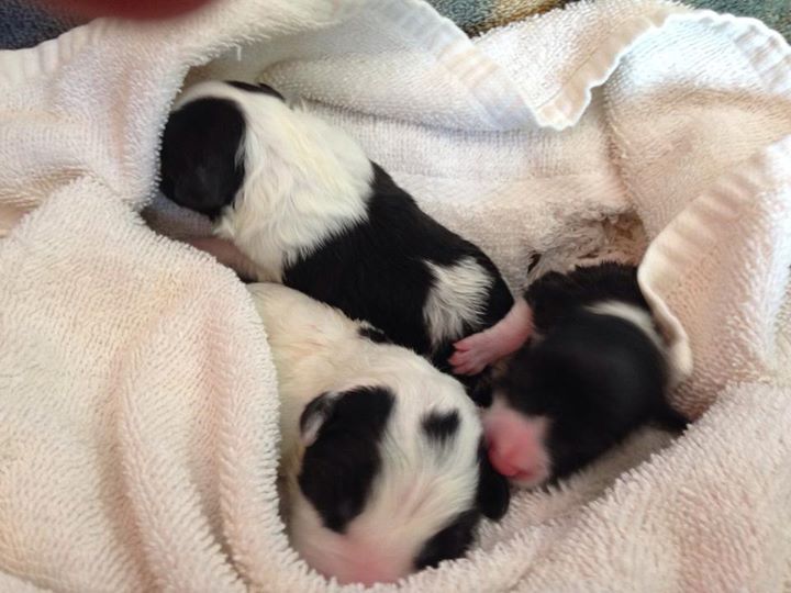 baby border collie pups